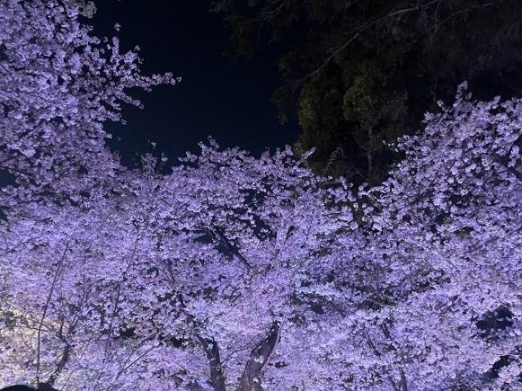 2024夜桜
